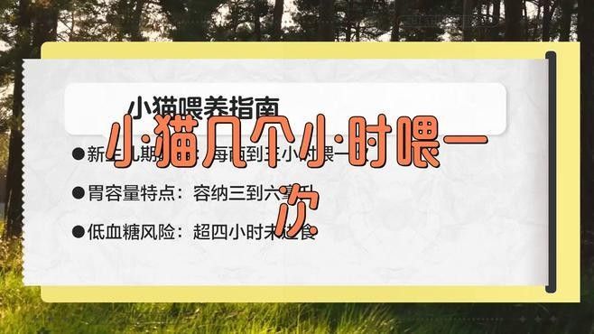 龍須貓多久喂一次
