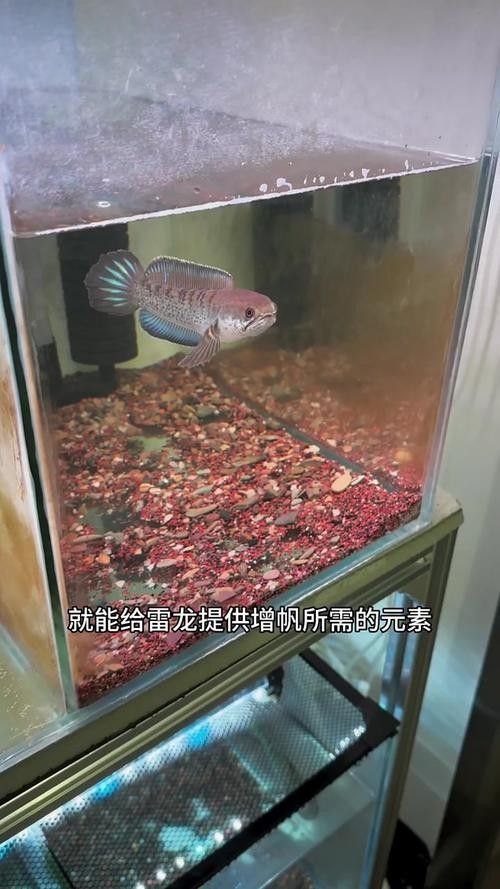 詳細閱讀:哪種雷龍魚最好養? 哪種雷龍魚最好養?