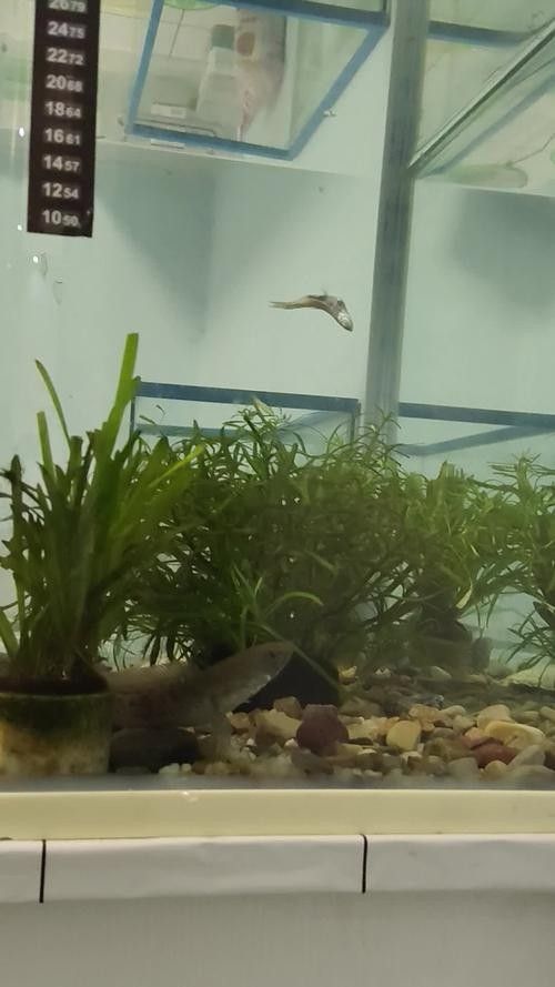 哪種雷龍魚最好養？