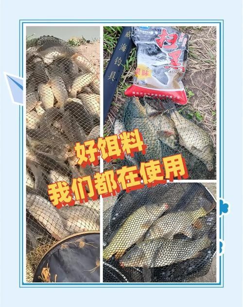 金龍魚餌料有哪些主打產品（金龍魚餌料主打產品線涵蓋多種垂釣場景和魚種需求） 金龍魚餌料有哪些主打產品（金龍魚餌料主打產品線涵蓋多種垂釣場景和魚種需求） 龍魚百科 第11張