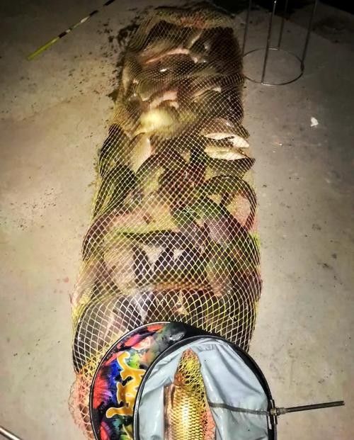 金龍魚餌料有哪些主打產品（金龍魚餌料主打產品線涵蓋多種垂釣場景和魚種需求） 金龍魚餌料有哪些主打產品（金龍魚餌料主打產品線涵蓋多種垂釣場景和魚種需求） 龍魚百科 第12張