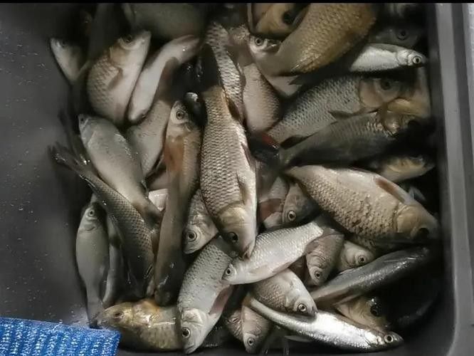 金龍魚餌料有哪些主打產品（金龍魚餌料主打產品線涵蓋多種垂釣場景和魚種需求） 金龍魚餌料有哪些主打產品（金龍魚餌料主打產品線涵蓋多種垂釣場景和魚種需求） 龍魚百科 第13張