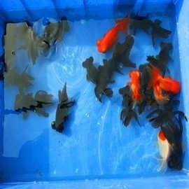 龍睛魚的市場價格如何