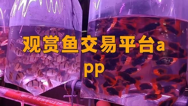 龍巔觀賞魚APP有哪些圈子（龍巔觀賞魚app主要圈子）
