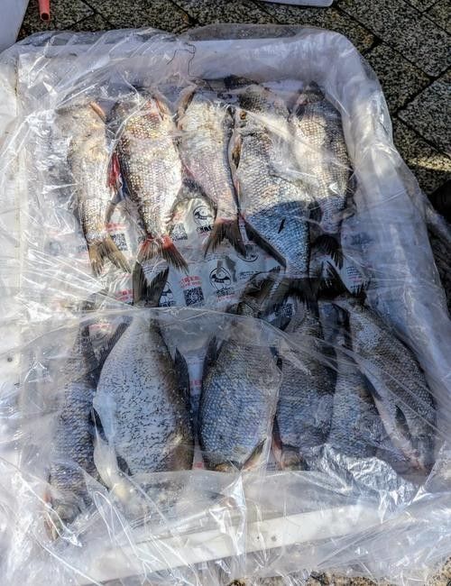 撫遠(yuǎn)什么魚最好吃（撫遠(yuǎn)最好吃的魚類是什么？）