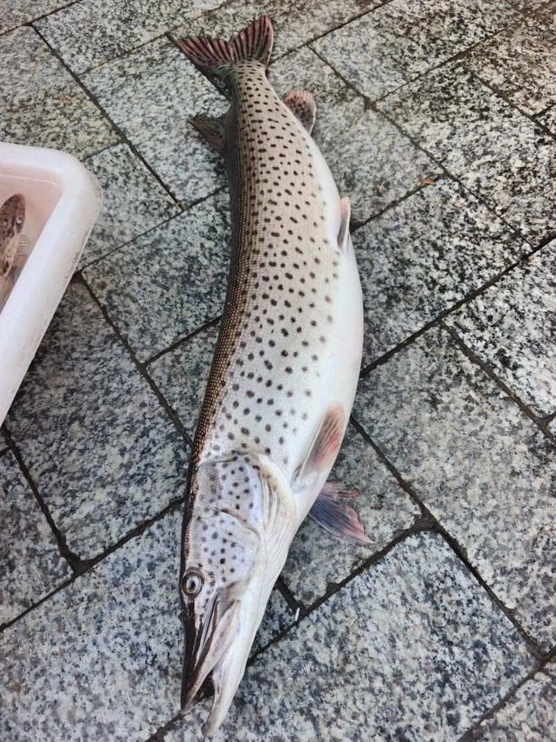 撫遠(yuǎn)什么魚最好吃（撫遠(yuǎn)最好吃的魚類是什么？）