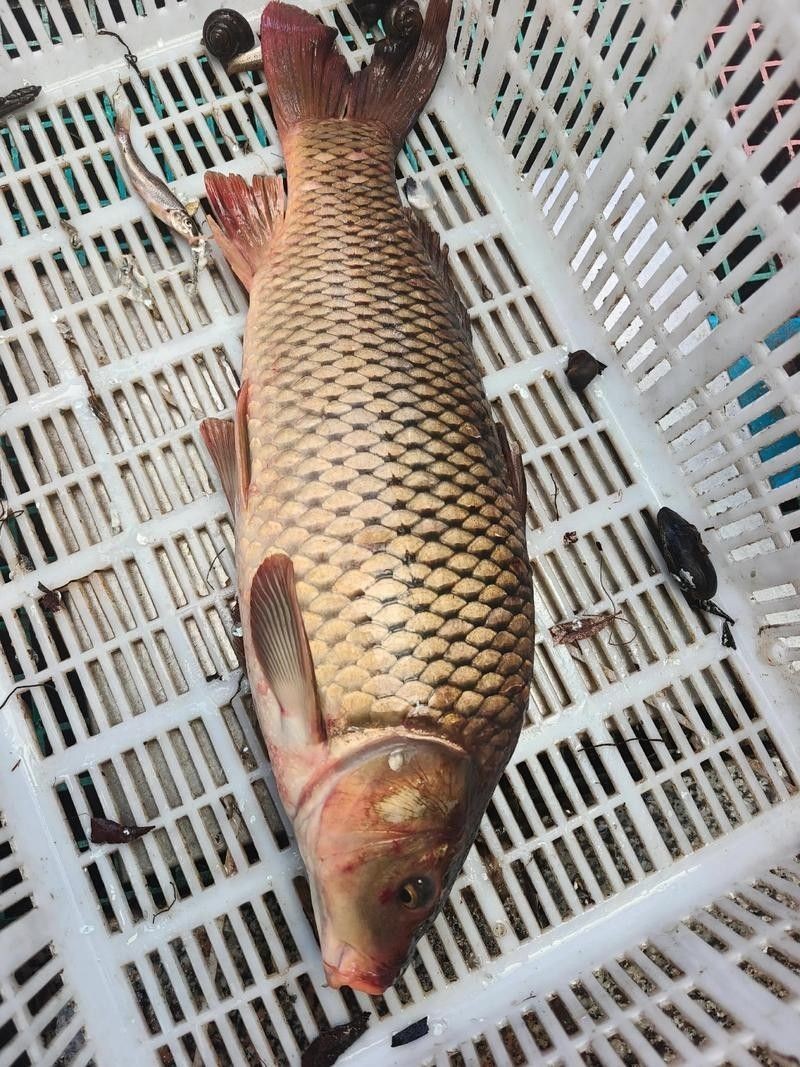 撫遠(yuǎn)什么魚最好吃（撫遠(yuǎn)最好吃的魚類是什么？）