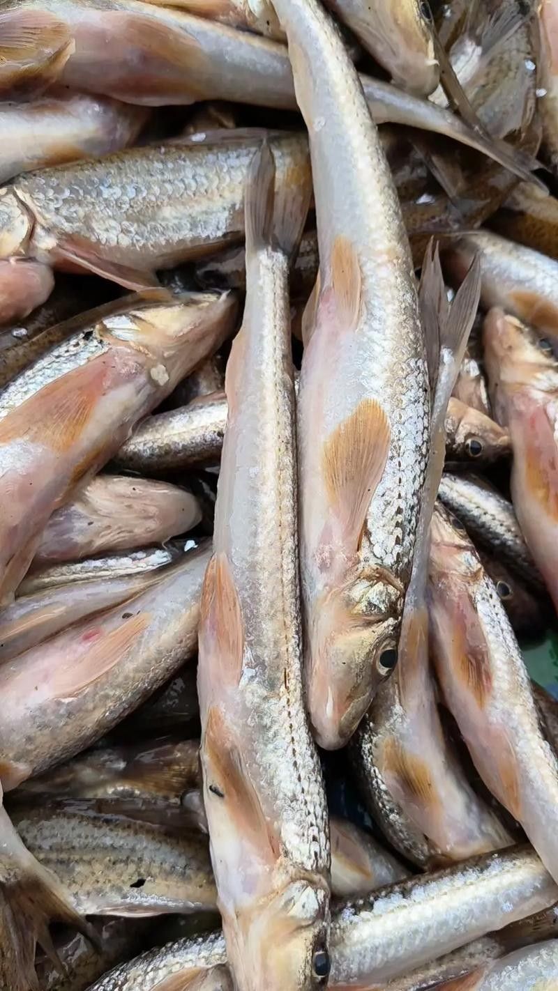 撫遠(yuǎn)什么魚最好吃（撫遠(yuǎn)最好吃的魚類是什么？）