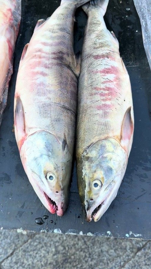 撫遠(yuǎn)什么魚最好吃（撫遠(yuǎn)最好吃的魚類是什么？）
