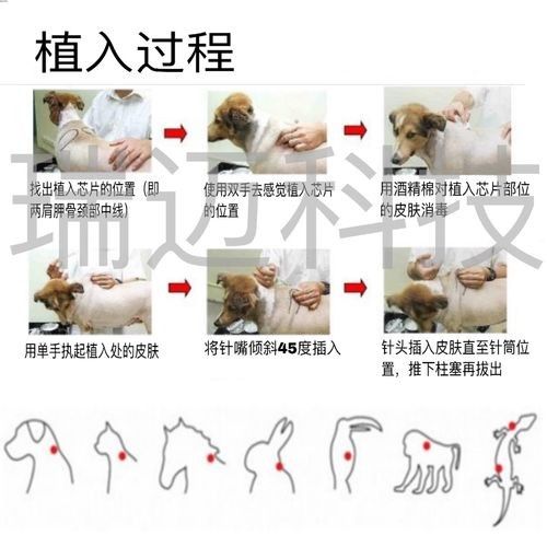 如何查詢金龍魚芯片信息？（如何查詢金龍魚芯片信息）