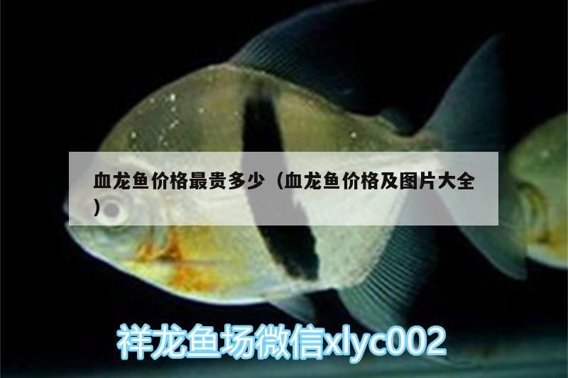 血龍魚(yú)價(jià)格最貴多少（血龍魚(yú)價(jià)格及圖片大全）