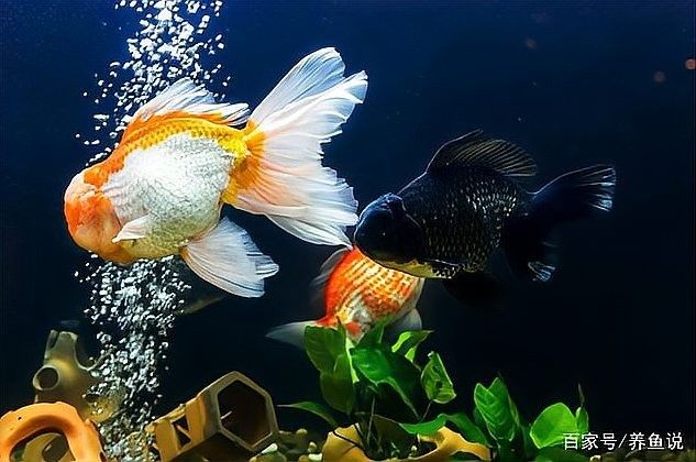 金龍魚起白毛會傳染嗎（金龍魚起白毛會傳染別的魚嗎用家里這2樣東西就能治）
