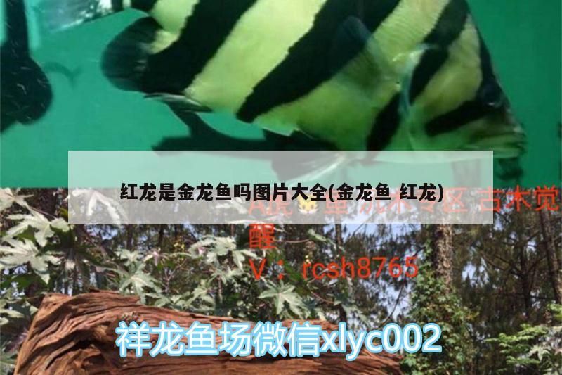 魟魚圖片大全魚：魚肚子向上翻是怎么回事（魟魚圖片大全魚肚子向上翻是怎么回事）