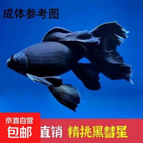 蝴蝶鯉的價格差異大嗎（蝴蝶鯉價格差異不大，蝴蝶鯉的價格差異可能受到多種因素影響）