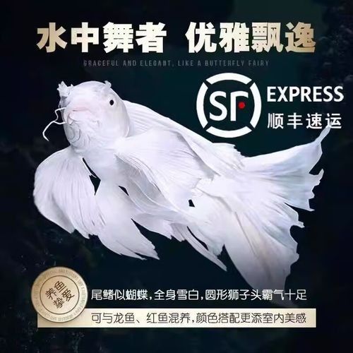 蝴蝶鯉的價格差異大嗎（蝴蝶鯉價格差異不大，蝴蝶鯉的價格差異可能受到多種因素影響）