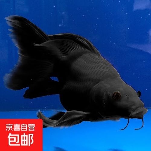 蝴蝶鯉的價格差異大嗎（蝴蝶鯉價格差異不大，蝴蝶鯉的價格差異可能受到多種因素影響）