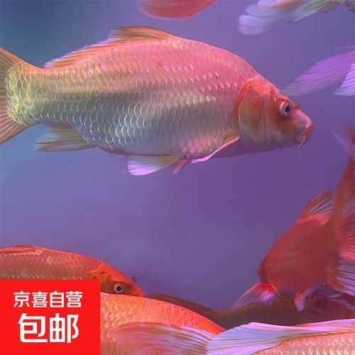 蝴蝶鯉的價格差異大嗎（蝴蝶鯉價格差異不大，蝴蝶鯉的價格差異可能受到多種因素影響）
