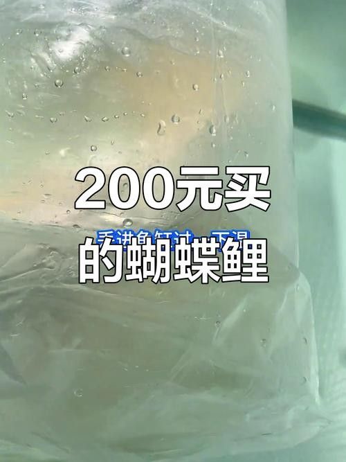 蝴蝶鯉的價格差異大嗎（蝴蝶鯉價格差異不大，蝴蝶鯉的價格差異可能受到多種因素影響）