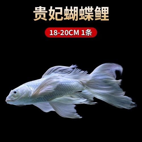 蝴蝶鯉的價格差異大嗎（蝴蝶鯉價格差異不大，蝴蝶鯉的價格差異可能受到多種因素影響）