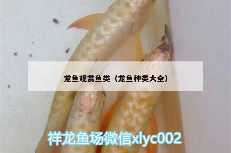 龍魚觀賞魚類（龍魚種類大全）（龍魚的飼養管理）