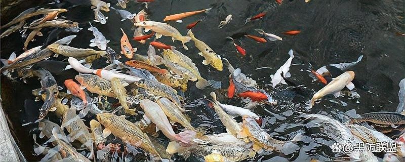 龍魚爛身自愈需要多長時間（龍魚爛身自愈需要多久）