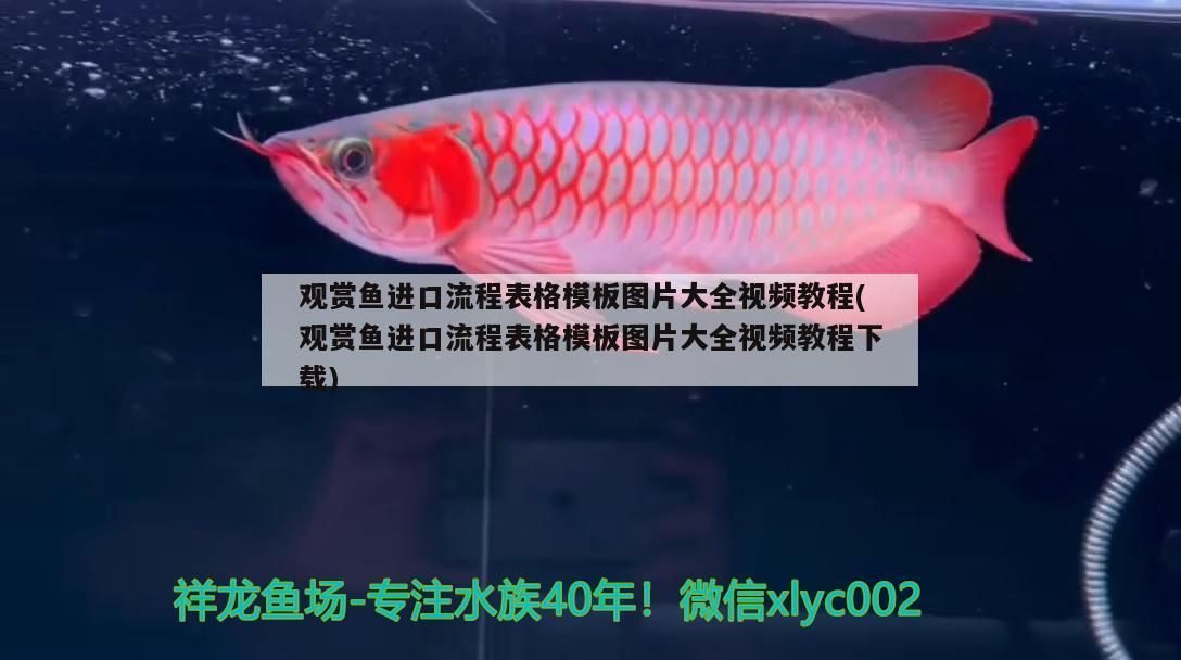 觀賞魚進口流程表格模板圖片大全視頻教程(觀賞魚進口流程表格模板圖片大全視頻教程下載)