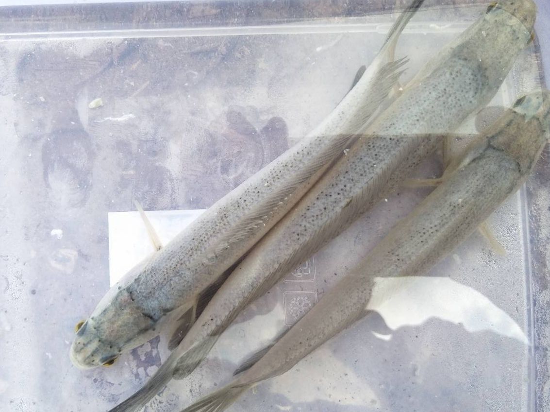 資陽龍魚（資陽龍魚養殖技巧）