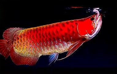 魚缸用什么顏色的燈(魚缸用什么顏色的燈不長綠色青苔)