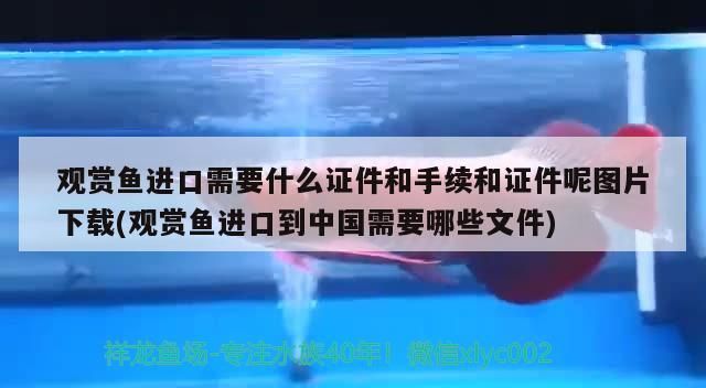 觀賞魚進口需要什么證件和手續和證件呢圖片下載(觀賞魚進口到中國需要哪些文件)