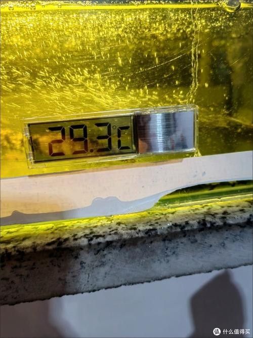 博世龍魚缸水溫表有哪些型號？（博世龍魚缸水溫表具體型號信息）