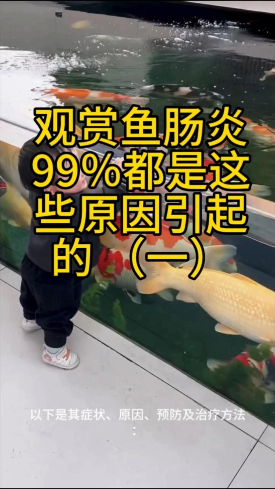 斑馬狗頭魚腸炎癥狀（斑馬狗頭魚腸炎的主要癥狀）