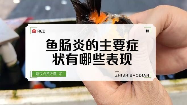 斑馬狗頭魚腸炎癥狀（斑馬狗頭魚腸炎的主要癥狀）
