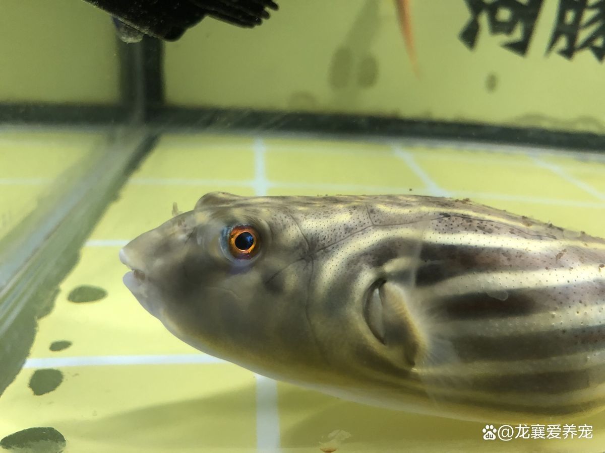 斑馬狗頭魚腸炎癥狀（斑馬狗頭魚腸炎的主要癥狀）