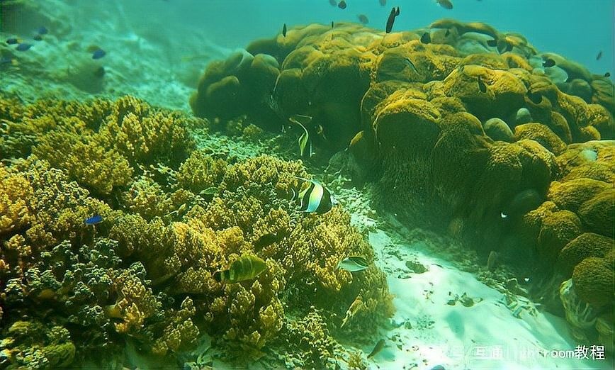 雷龍魚攝影有哪些常用技巧（雷龍魚攝影中，哪些品牌魚缸燈效果最好？）