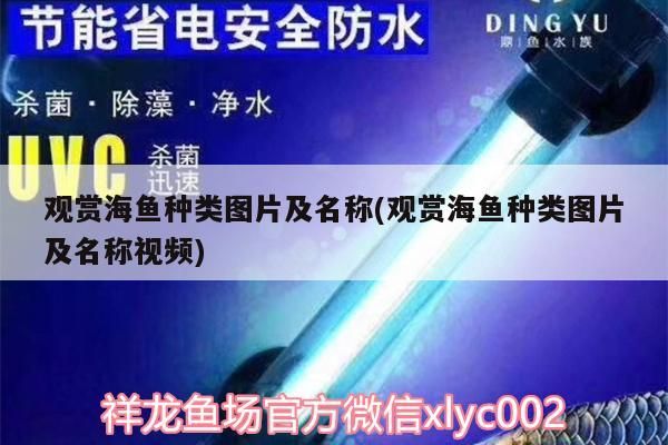 觀賞海魚種類圖片及名稱(觀賞海魚種類圖片及名稱視頻)