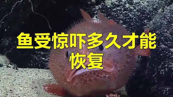 龍魚應(yīng)激反應(yīng)會(huì)持續(xù)多久？