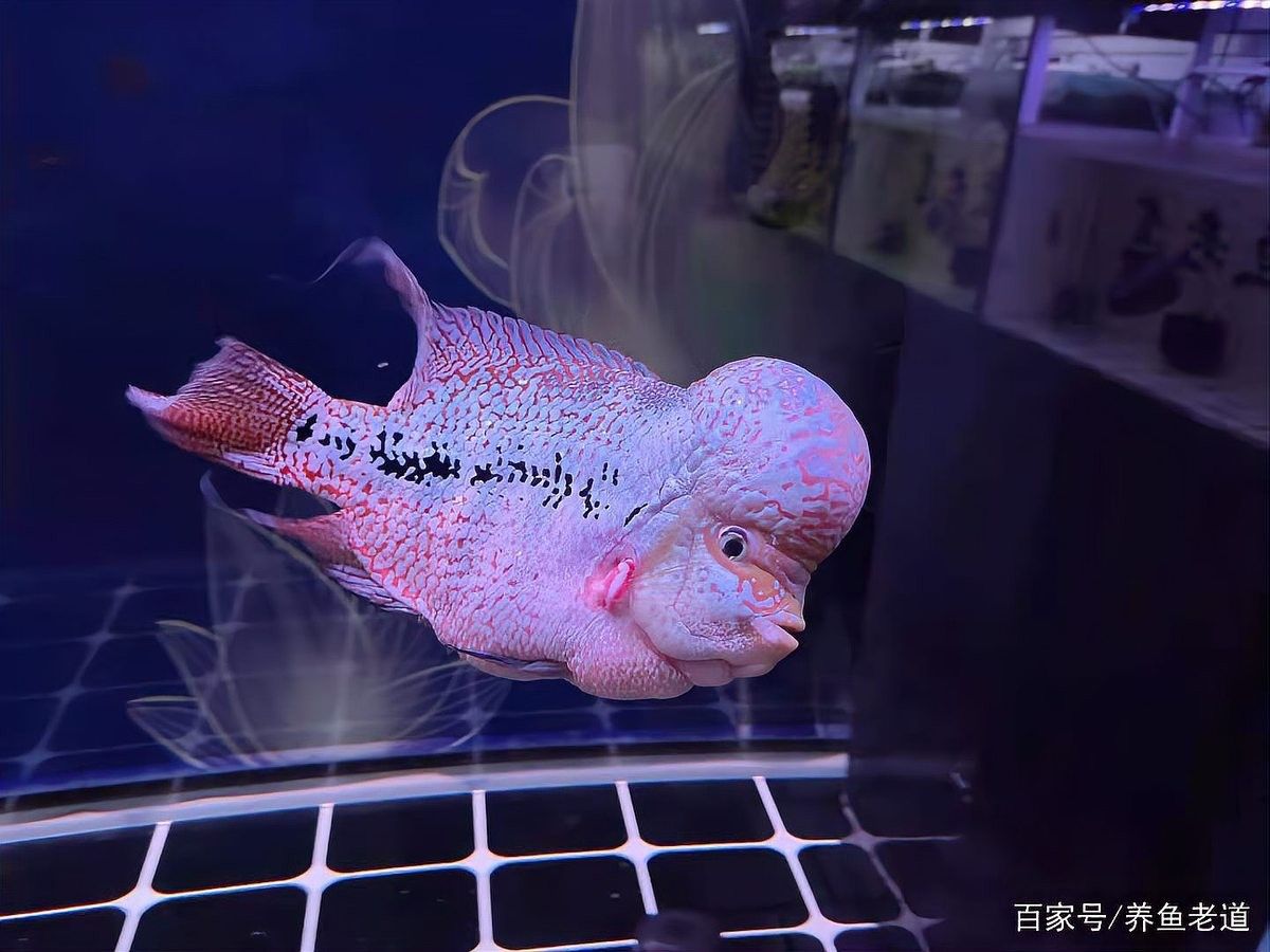龍魚爛鱗期間需要多久換一次水（龍魚換水頻率與水量全解析）