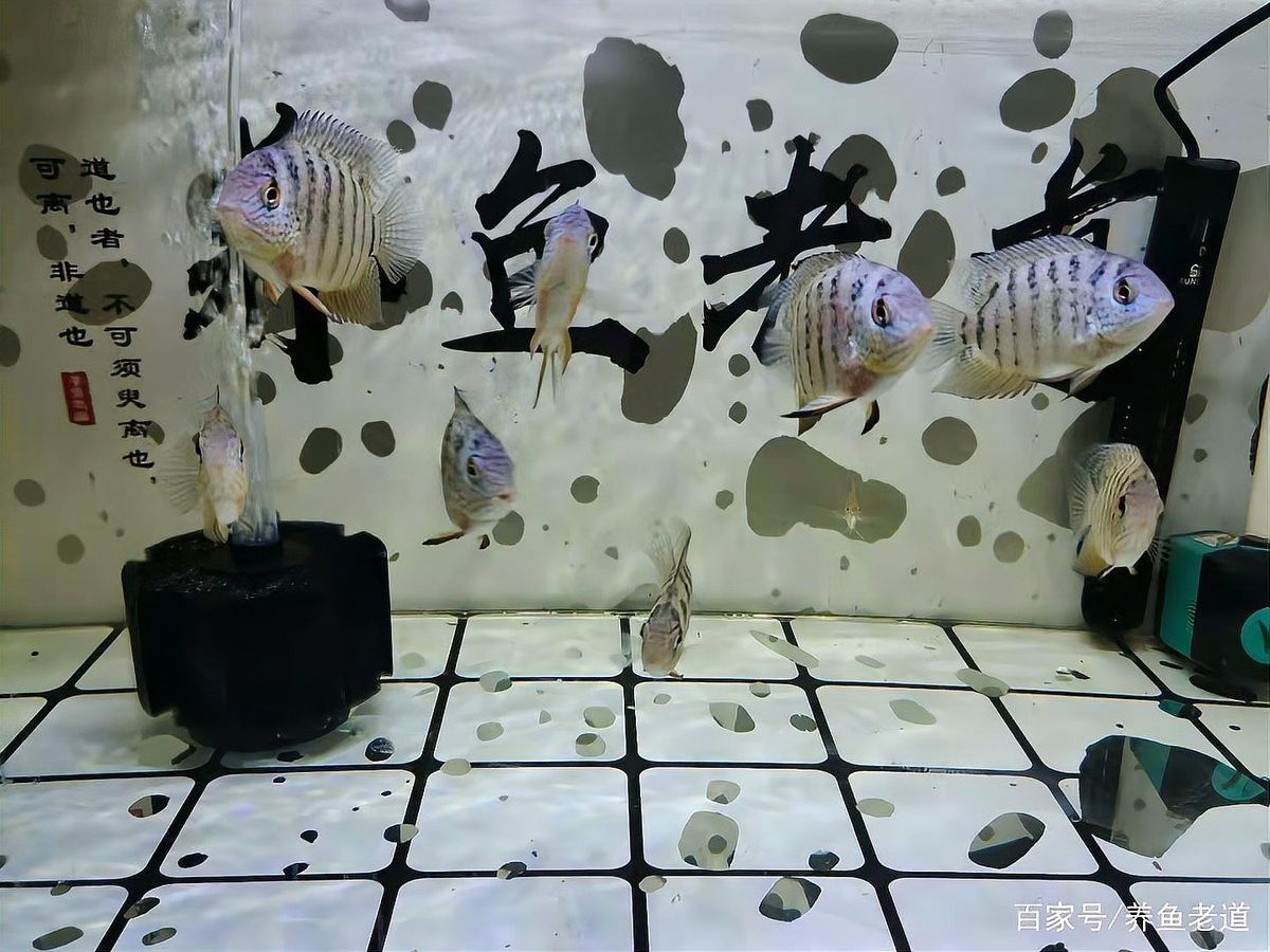 紅龍魚趴缸會死嗎？