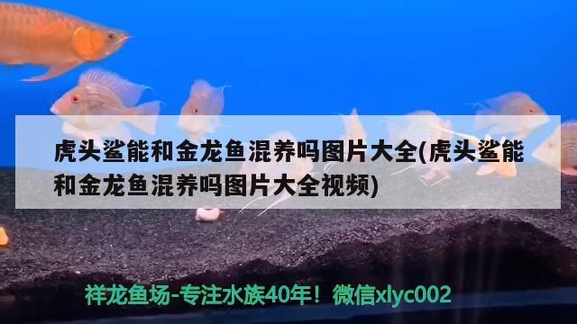 虎頭鯊能和金龍魚混養嗎圖片大全(虎頭鯊能和金龍魚混養嗎圖片大全視頻)