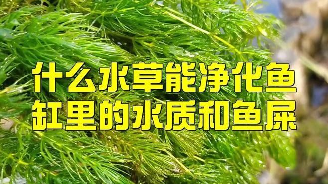 如何改善龍魚的水質（如何改善龍魚水質）