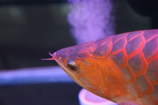 金龍魚變化過程：關(guān)于金龍魚的五個(gè)疑問句及其回答