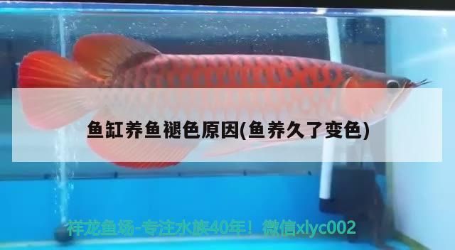 魚缸養魚褪色原因(魚養久了變色)