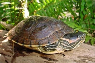 招財貓魚和龍魚用什么藥檢疫，如何確保招財貓魚和龍魚在接受檢疫時不會受到不必要的藥物影響？