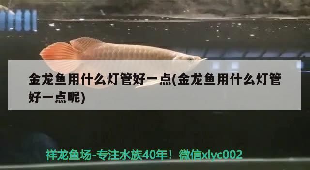 龍魚干蝦有營養嗎 金龍魚用什么燈管好一點(金龍魚用什么燈管好一點呢) 觀賞魚百科 金龍魚用什么燈管好一點(金龍魚用什么燈管好一點呢) 金龍魚用什么燈管好一點(金龍魚用什么燈管好一點呢) 觀賞魚百科