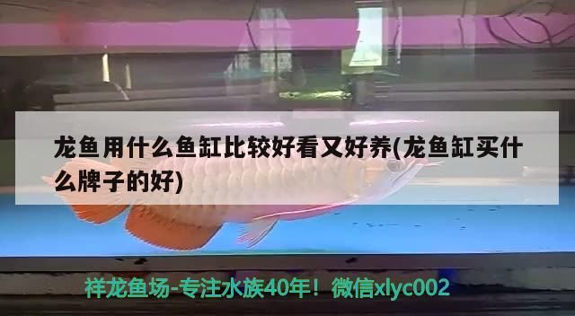 龍魚用什么魚缸比較好看又好養(龍魚缸買什么牌子的好)