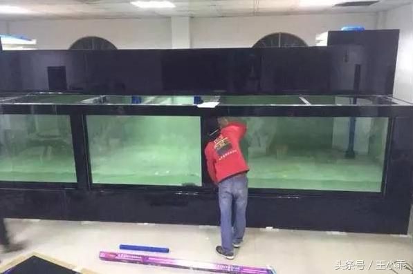 龍魚常見品種飼養(yǎng)與現(xiàn)狀分析論文范文（龍魚常見品種飼養(yǎng)與現(xiàn)狀分析論文范文大全）（飼養(yǎng)龍魚的常見品種及其飼養(yǎng)龍魚的注意事項(xiàng)）