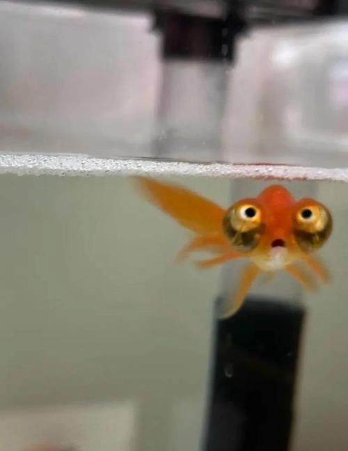 朝天龍魚屬于什么檔次