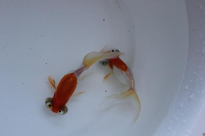 朝天龍魚屬于什么檔次