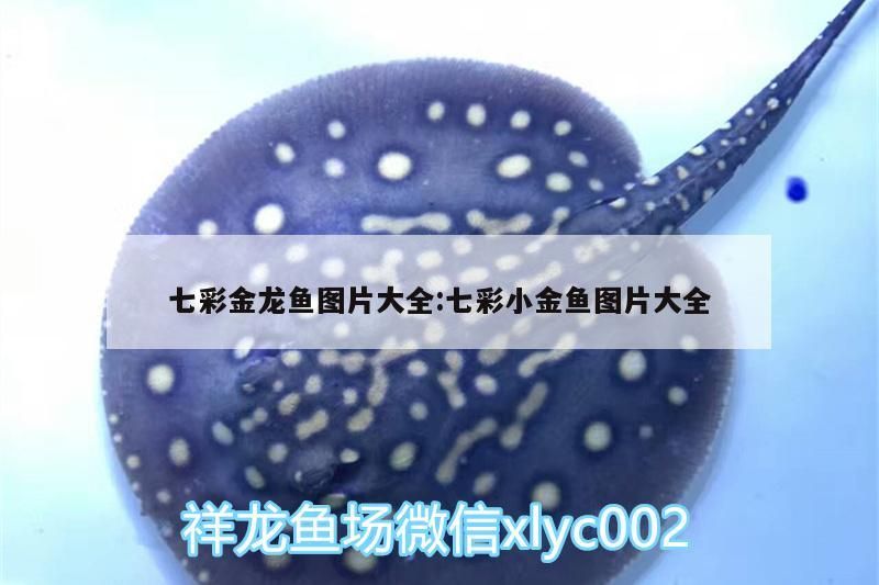七彩金龍魚圖片大全:七彩小金魚圖片大全
