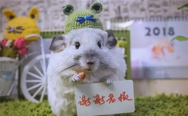 龍貓可以吃哪些蔬菜（龍貓應該怎么養飼養）